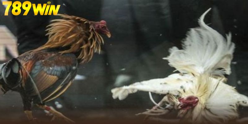 Sơ lược đá gà cựa sắt